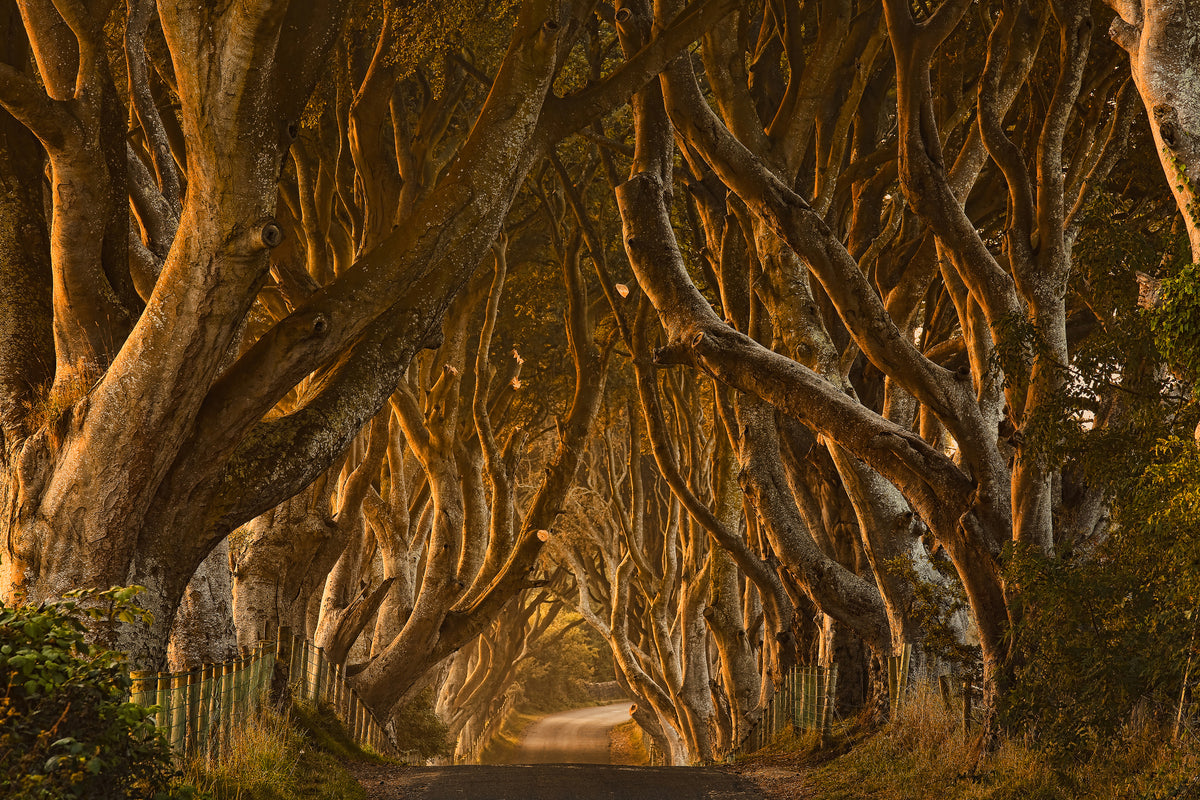 framedposter-print-early-morning-dark-hedges