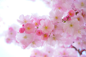 aluminium-print-japanese-cherry-blossom-xl