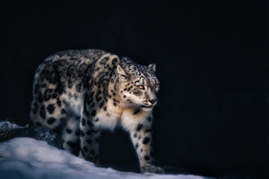 framedposter-print-snow-leopard-x