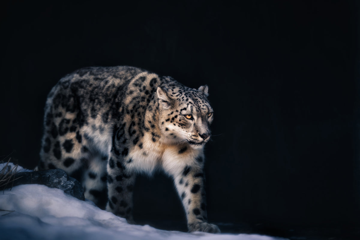 framedposter-print-snow-leopard-x