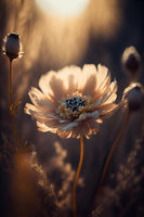 acrylic-print-sunlit-blossom