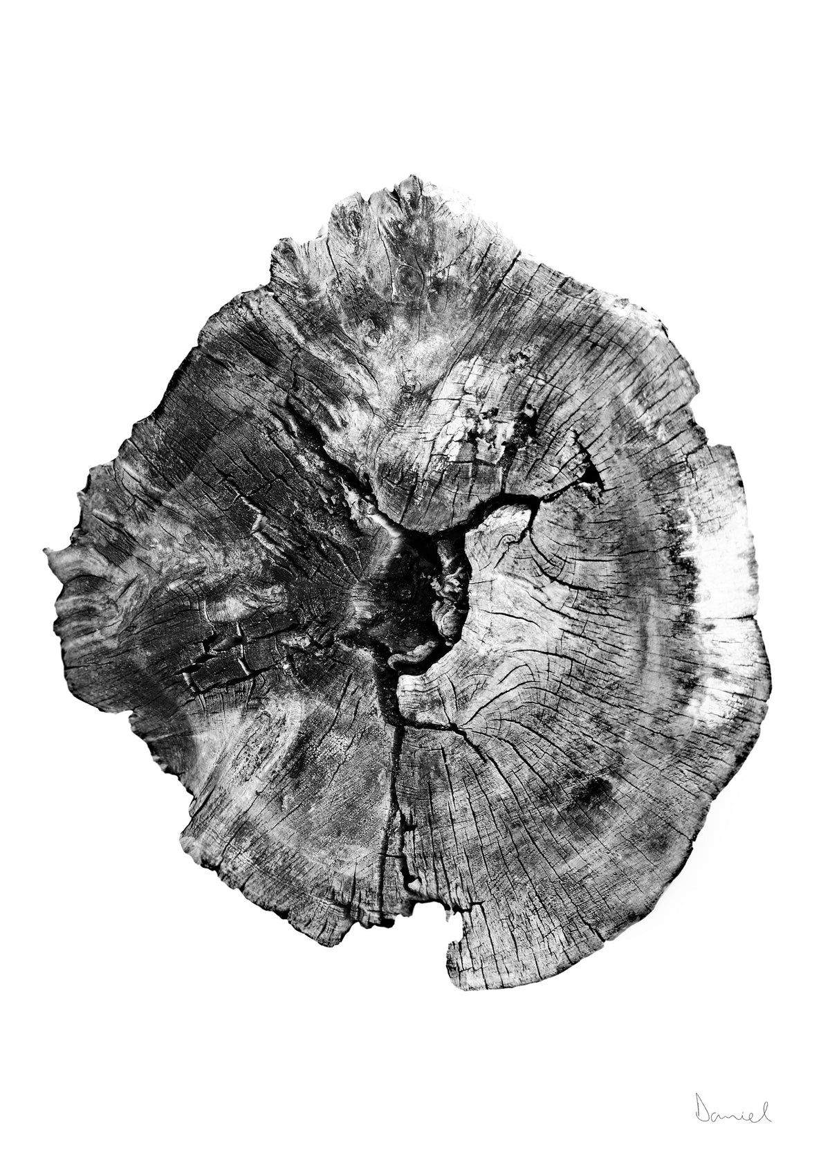 framedposter-print-oak-log