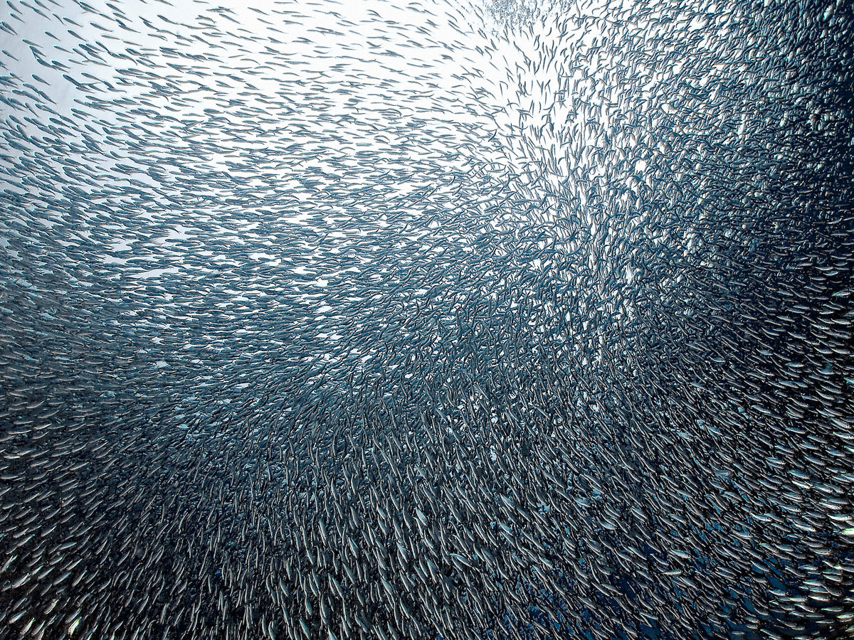 4-piece-aluminium-print-sardines-firework