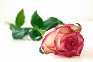 3-piece-acrylic-print-the-proud-rose