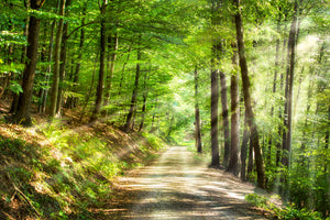 modern-3-piece-canvas-print-gruner-wald-im-sommer-mit-sonnenstrahlen