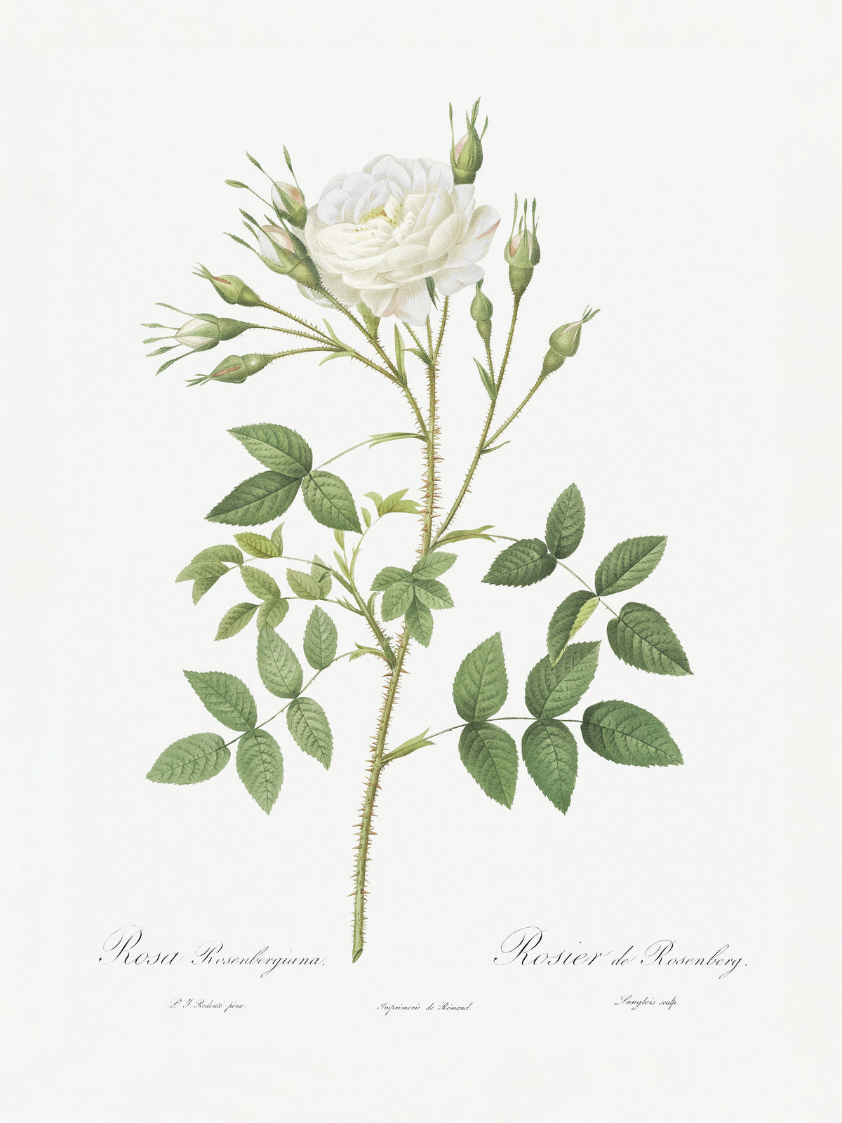 acrylic-print-rose-of-rosenberg-les-roses-1817-1824