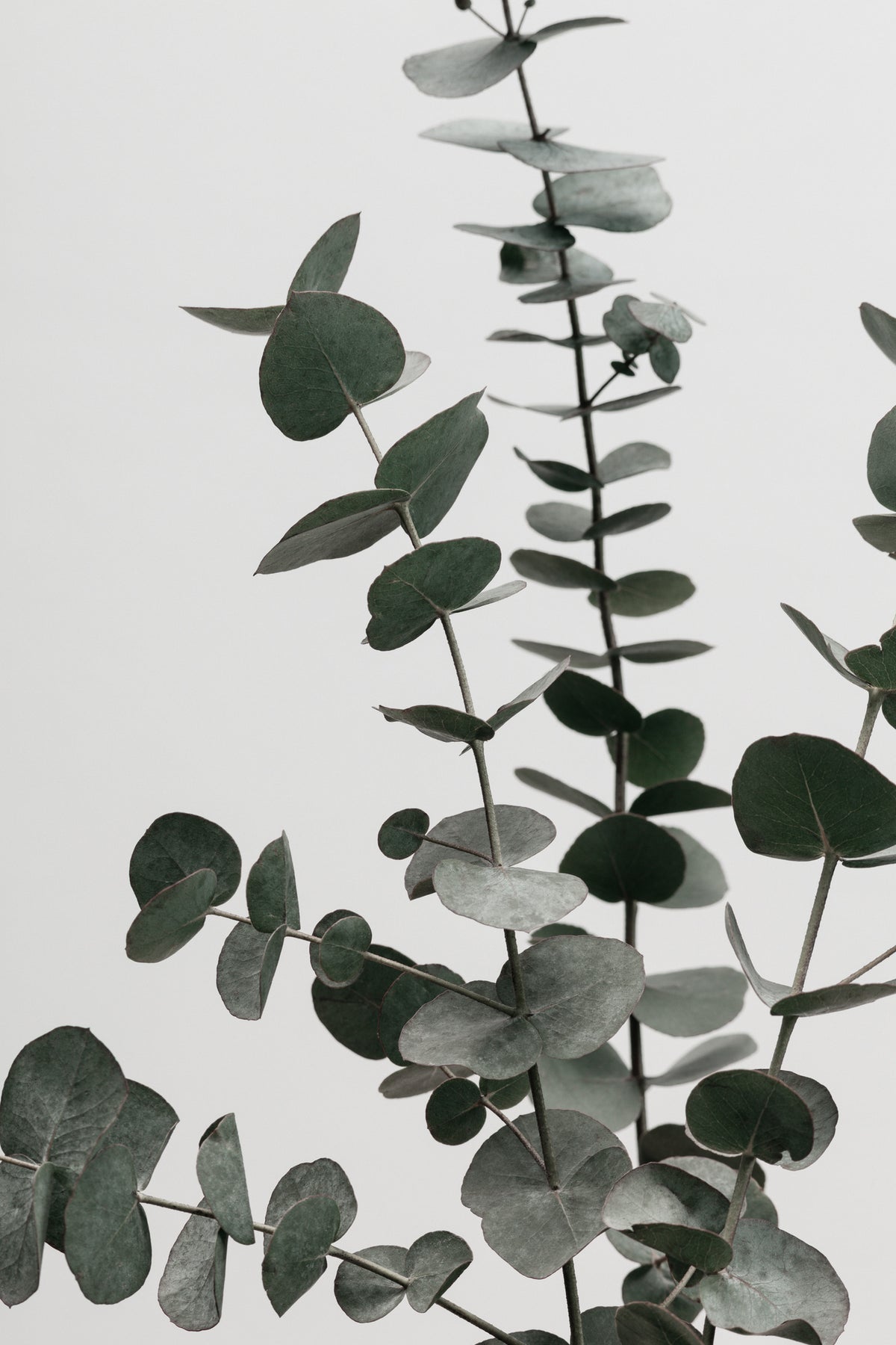 framedcanvas-print-eucalyptus-natural-07