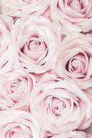 aluminium-print-pink-roses-no-02