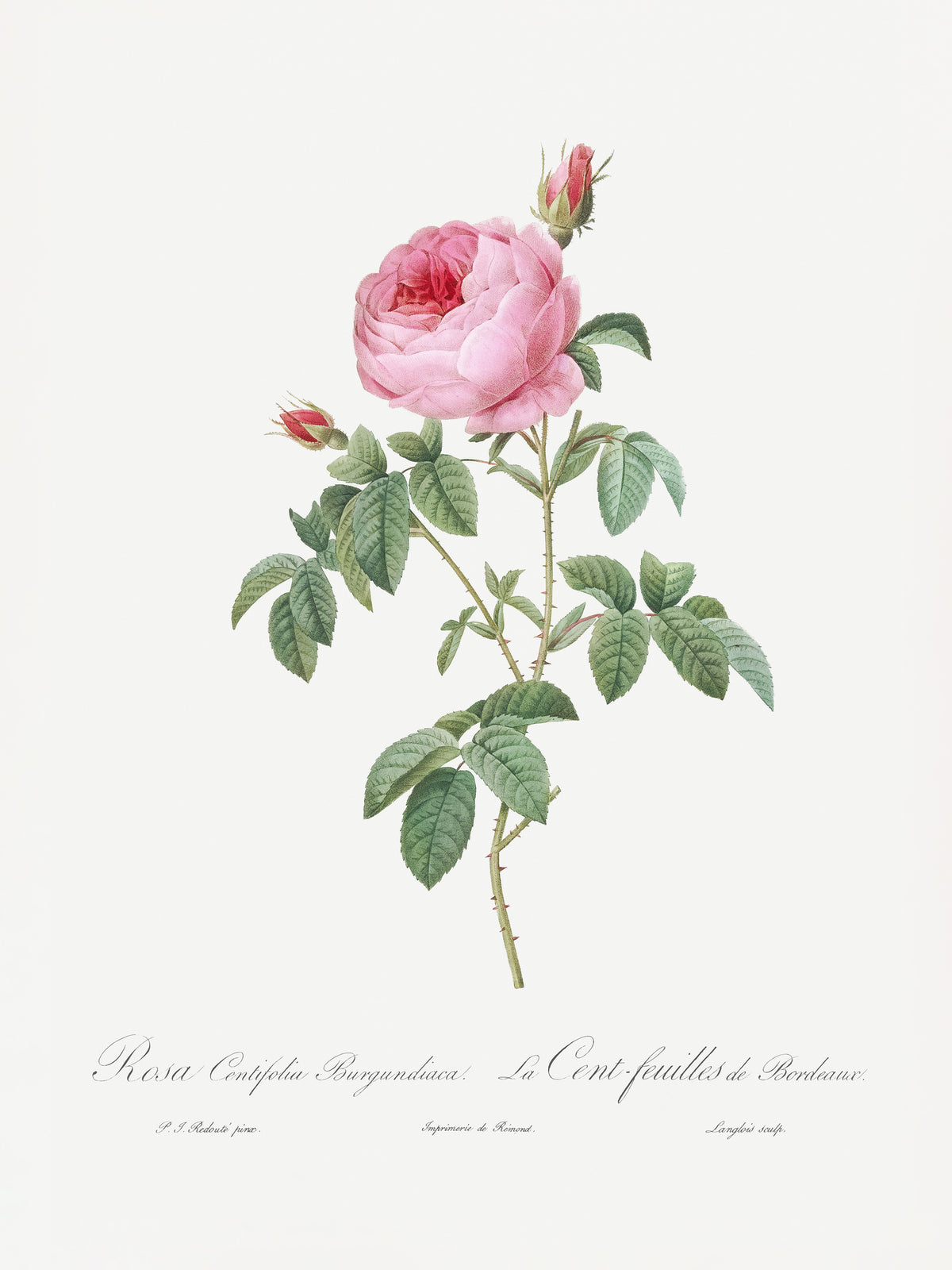 framedposter-print-burgundy-cabbage-rose-les-roses-1817-1824