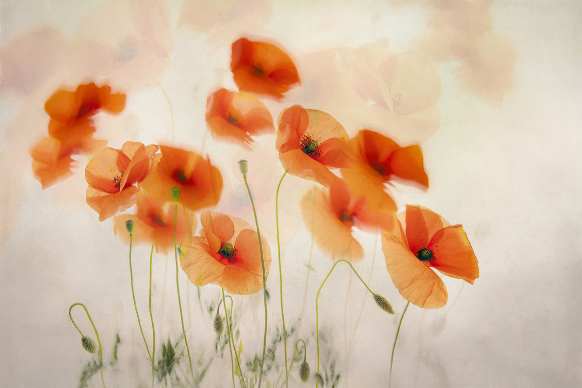 canvas-print-waving-in-the-wind-x