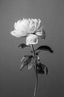 canvas-print-peony-bw