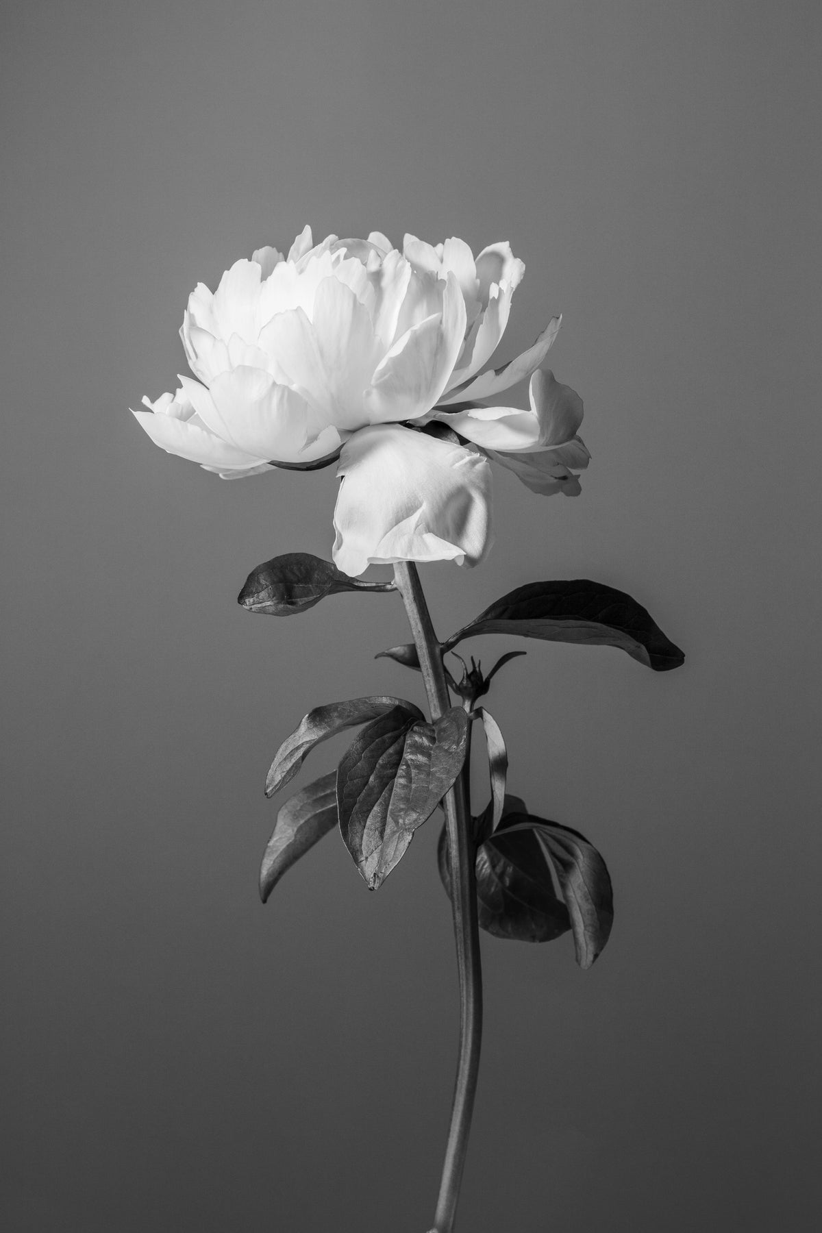 canvas-print-peony-bw