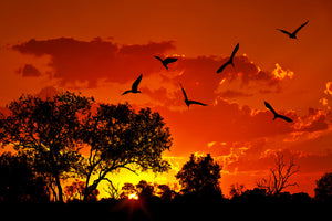 framedposter-print-african-feeling