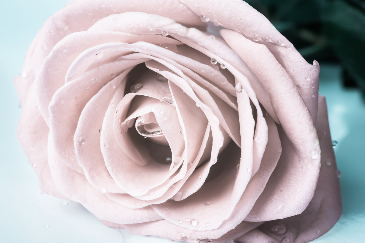 aluminium-print-pastel-rose