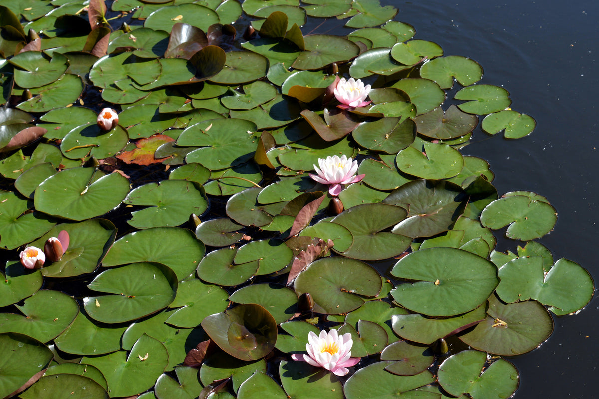 3-piece-acrylic-print-white-water-lilies-in-the-pond