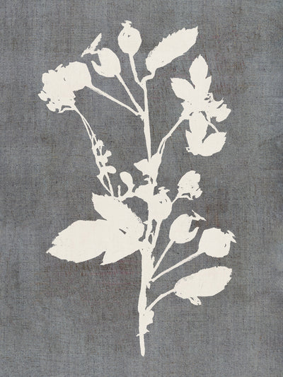poster-print-botanical-illustration-6