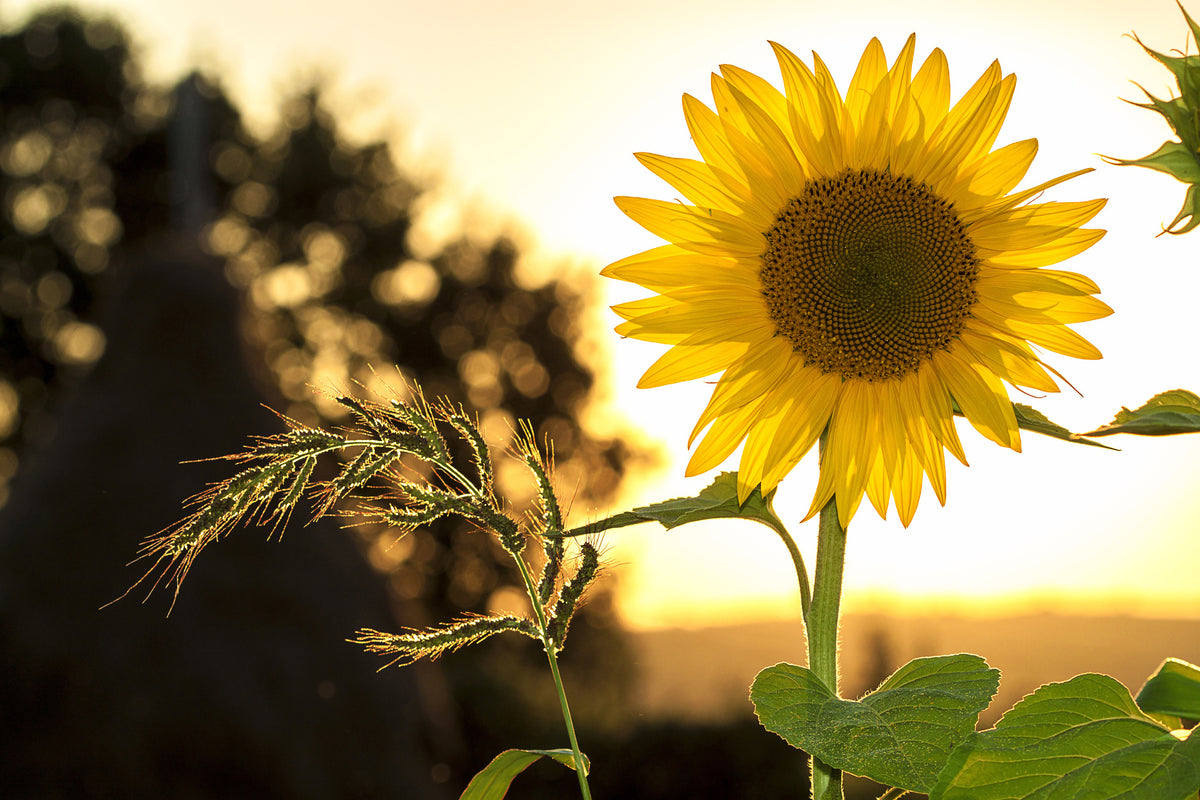 3-piece-aluminium-print-sunflower-in-the-sunrise