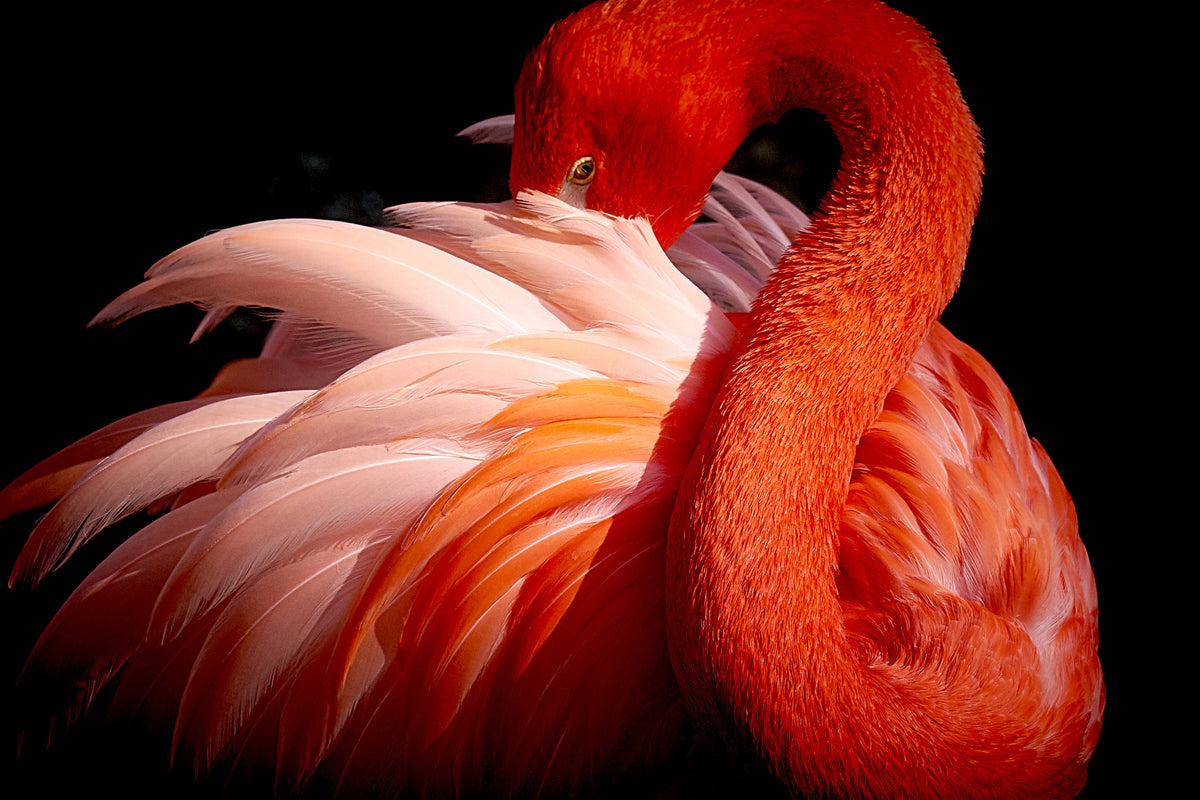 aluminium-print-flamingo-xoc