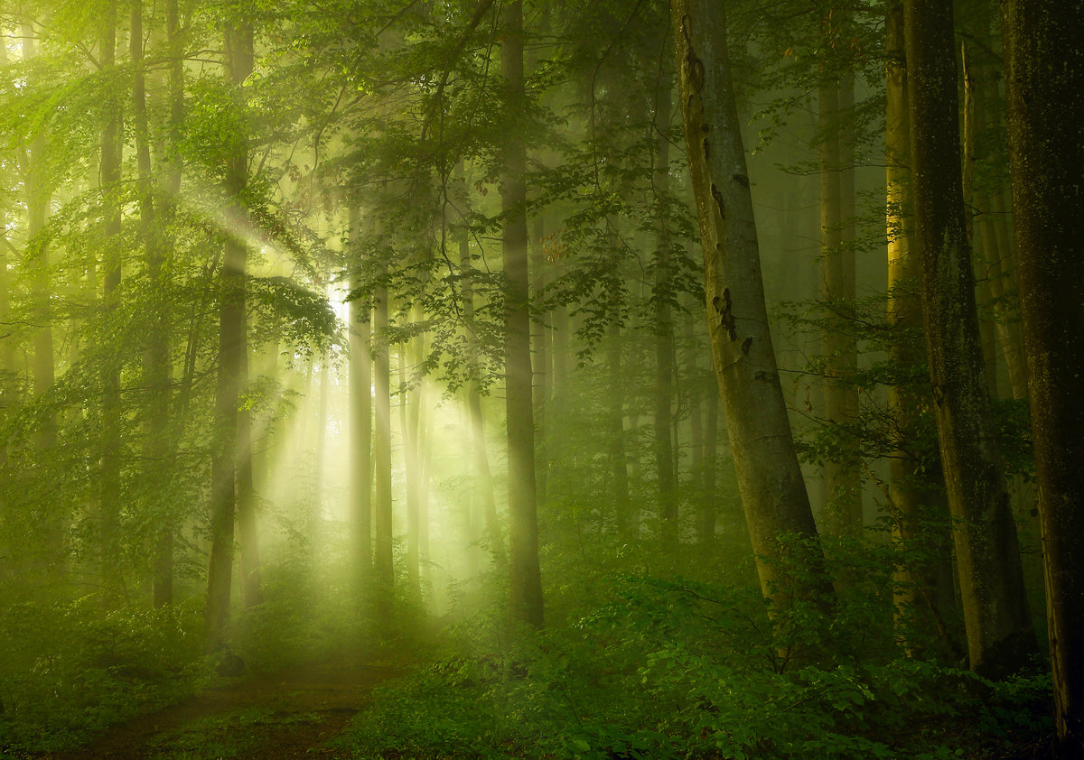 canvas-print-green-2