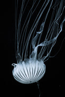 canvas-print-beware-jellyfish