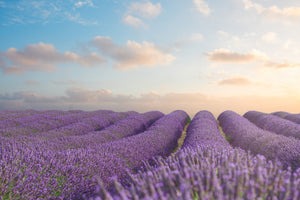 modern-3-piece-acrylic-print-the-blooming-lavender-field
