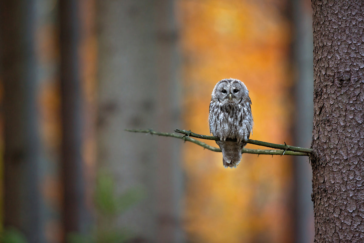 framedcanvas-print-tawny-owl-x