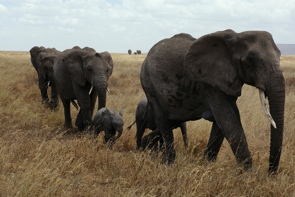 3-piece-canvas-print-elephant-family