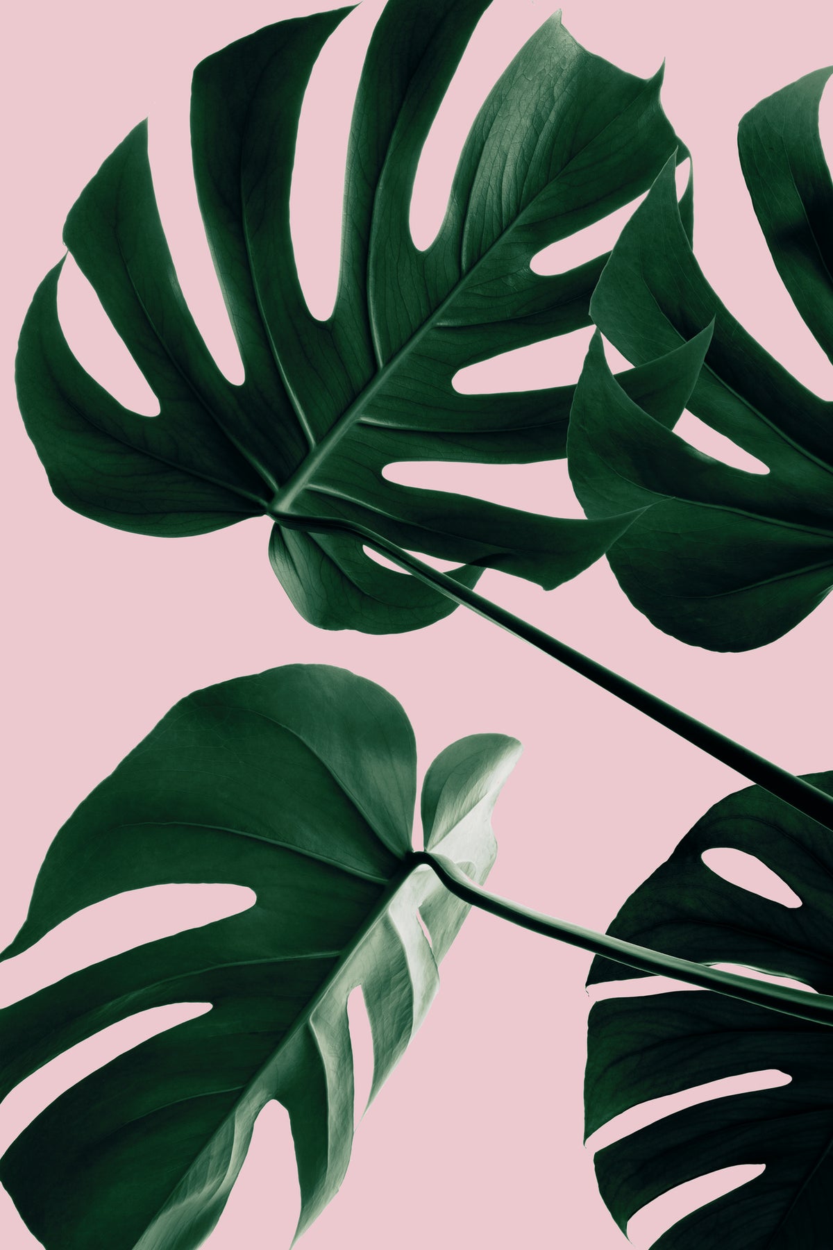 framedposter-print-monstera-pink-no-08