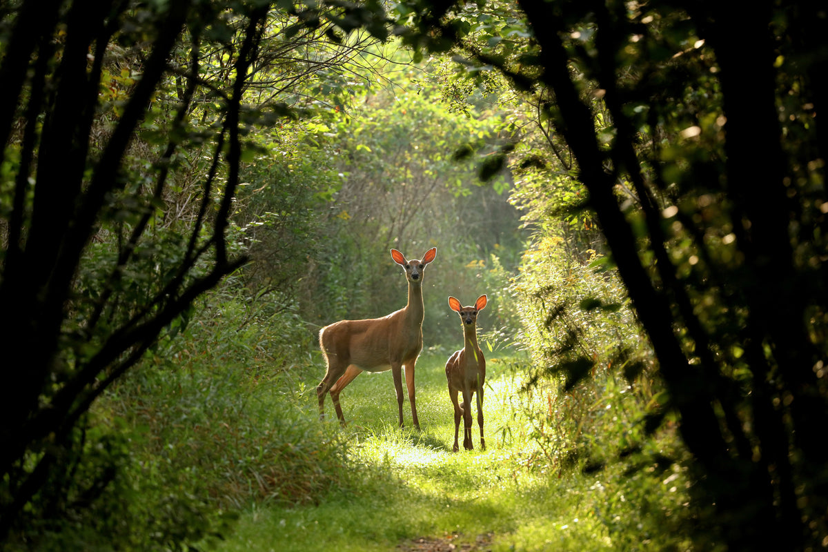 modern-3-piece-canvas-print-wild-and-free-in-the-forest