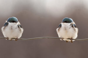 canvas-print-birds-on-a-wire-x