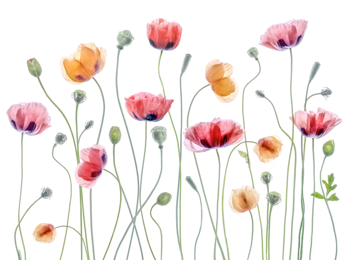 framedposter-print-papaver-party