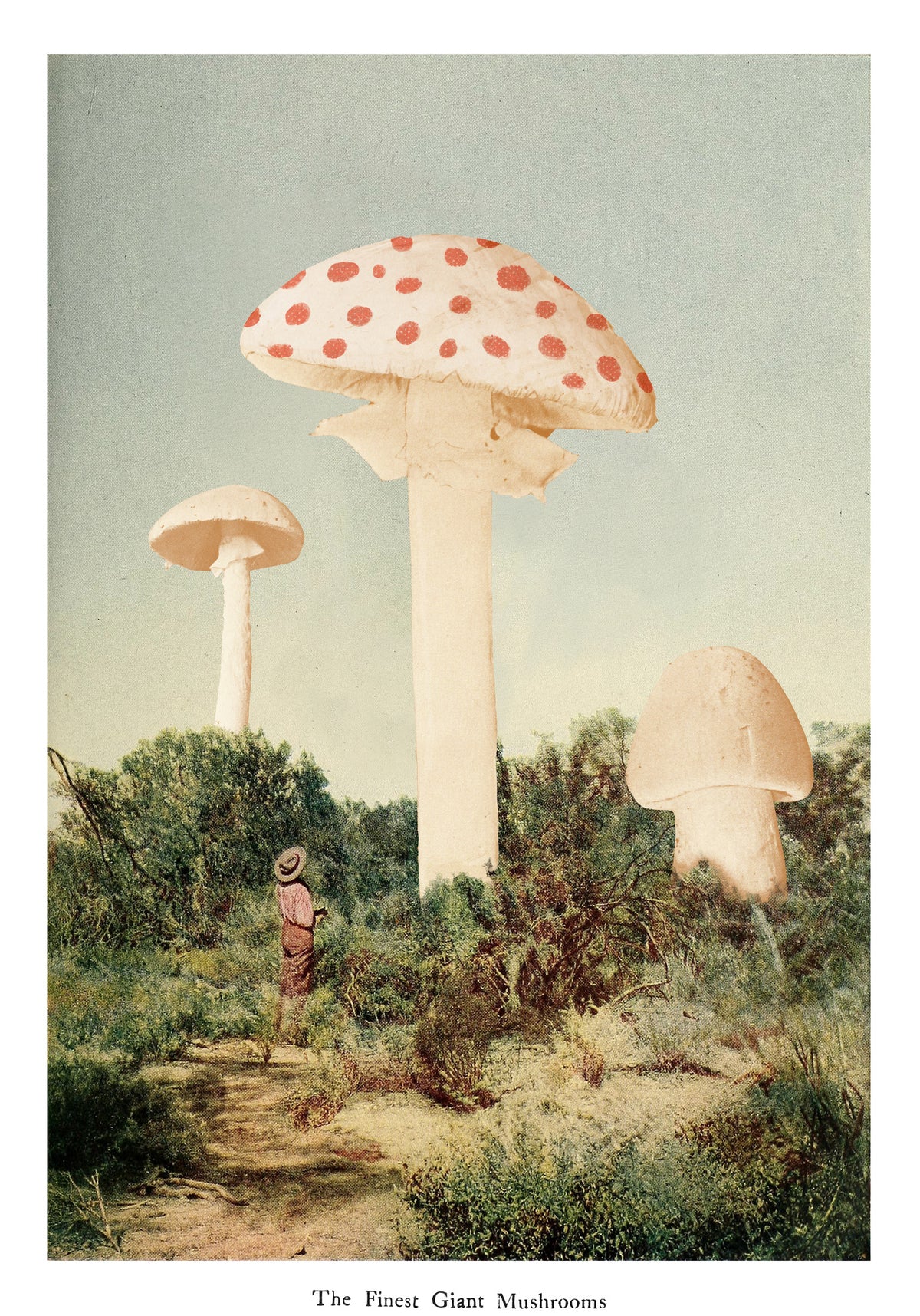 framedposter-print-the-finest-giant-mushroom
