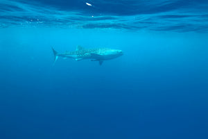 3-piece-canvas-print-the-whale-shark
