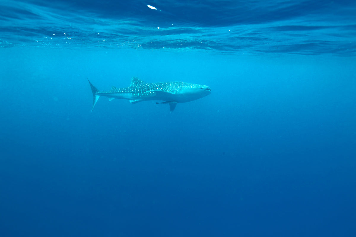 3-piece-canvas-print-the-whale-shark