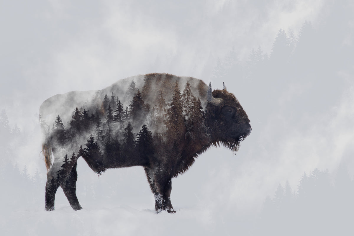 framedcanvas-print-bison-double-exposure