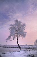 framedposter-print-a-winter-tree