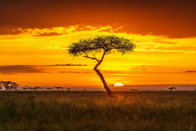poster-print-primordial-africa-x