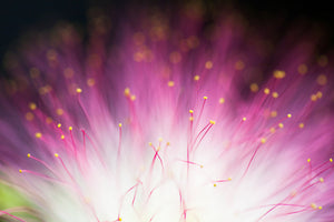 3-piece-acrylic-print-elfin
