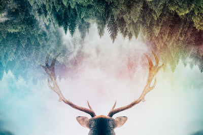 poster-print-antler