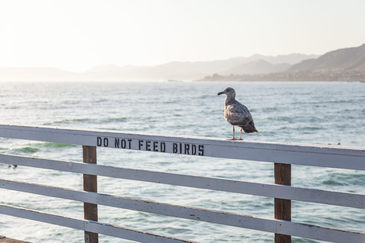 acrylic-print-do-not-feed-birds