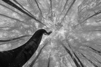 poster-print-looking-up-3