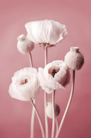 aluminium-print-soft-blooming-poppies