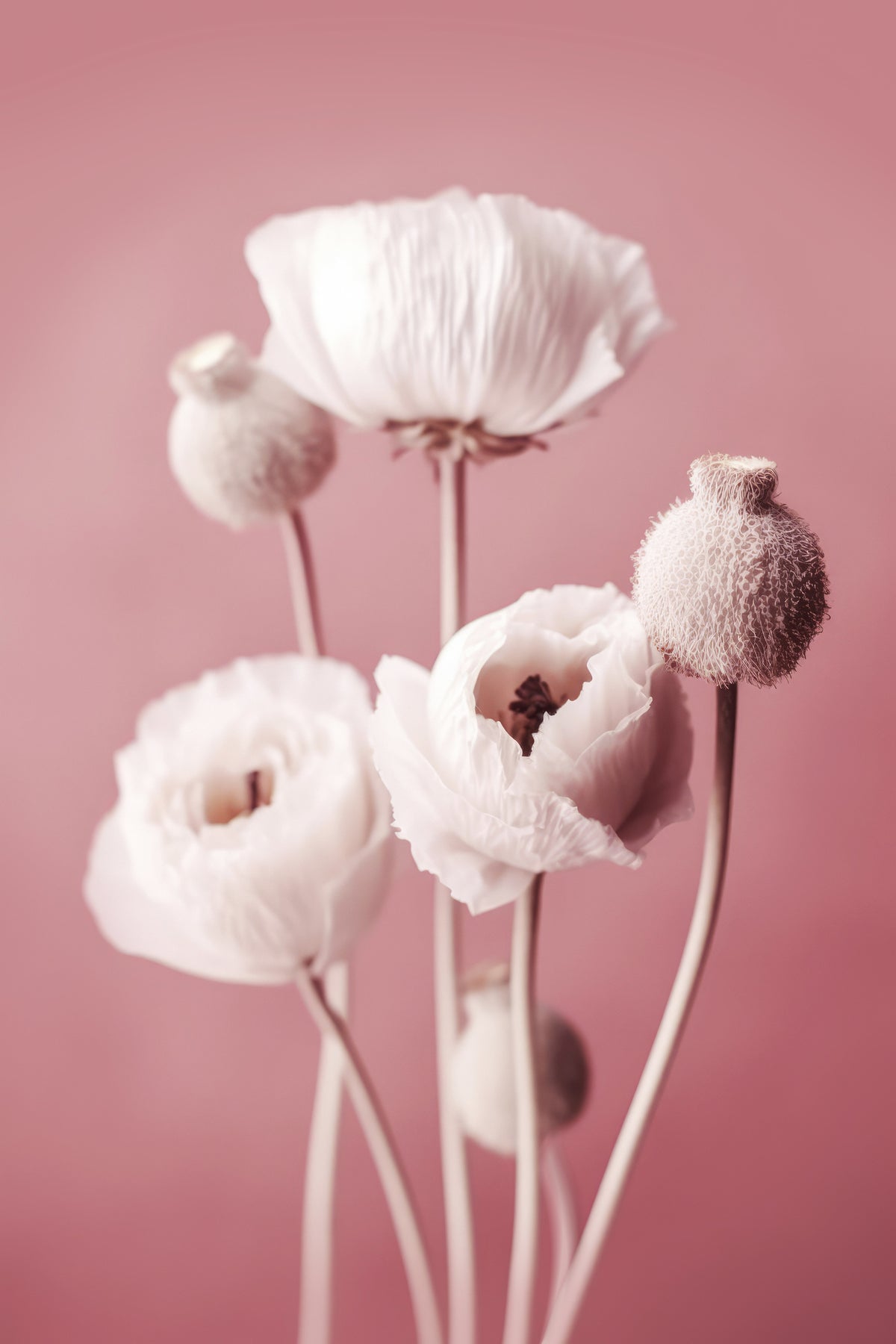 aluminium-print-soft-blooming-poppies