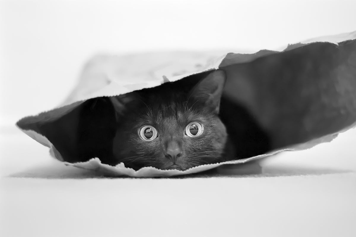 canvas-print-cat-in-a-bag-x