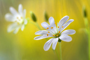 modern-3-piece-acrylic-print-stitchwort-ii