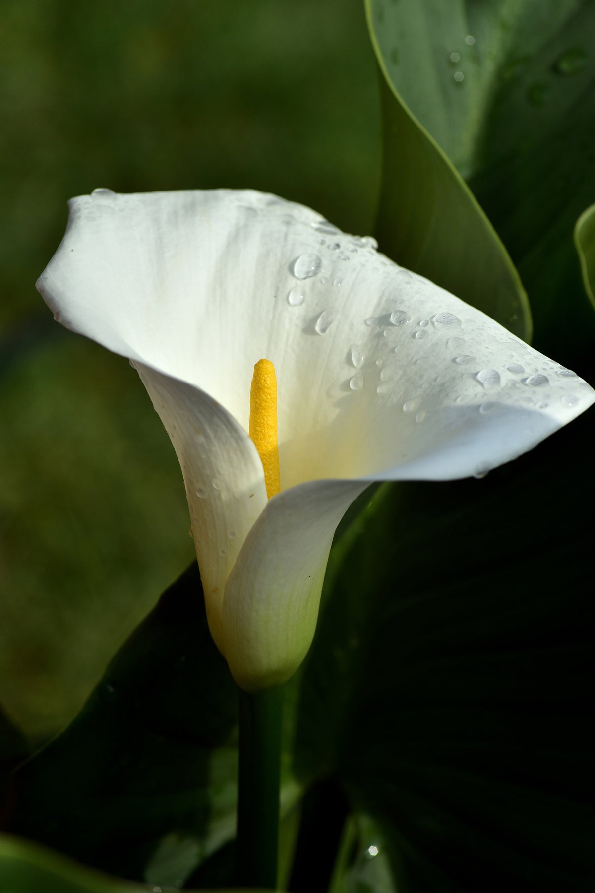 aluminium-print-white-calla-with-morning-dew