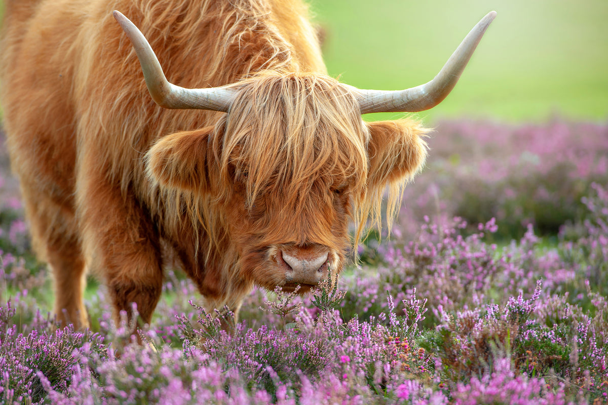 acrylic-print-highland-in-heather-x