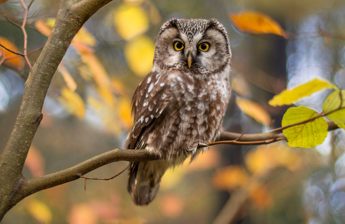 poster-print-boreal-owl-in-autumn-leaves