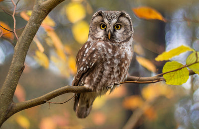 poster-print-boreal-owl-in-autumn-leaves