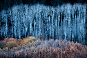 modern-3-piece-aluminium-print-end-of-autumn